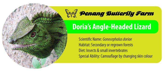 Doria's Angle Headed Lizard