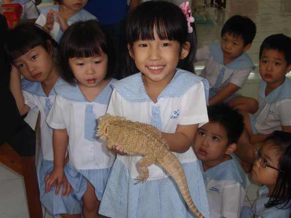 What a handsome reptile!