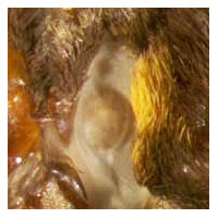 A Butterfly's Ear A Butterfly's Ear