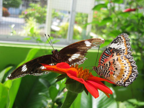 kim-seng-school-butterflies Butterflies at SRJK(C) Kim Sen, Bukit Mertajam.