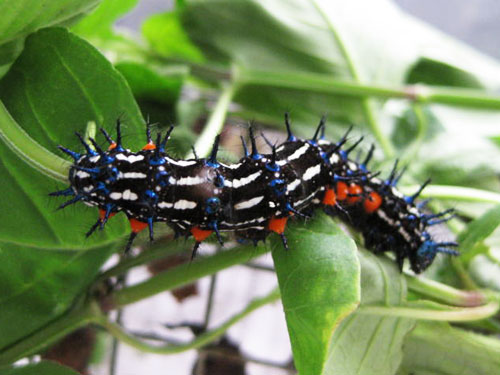 kim-seng-school-caterpillar Caterpillar