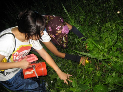 拨开茅草见什么？？？ 小蟋蟀， 小甲虫， 小蚱蜢咯 ；－）