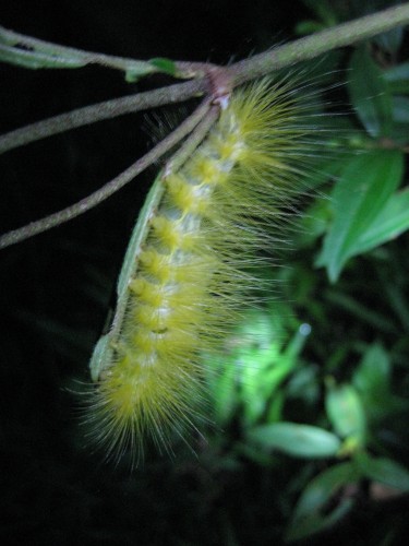 你知道毛毛虫这个词是怎么来的吗？ 全因这个Look 咯！！