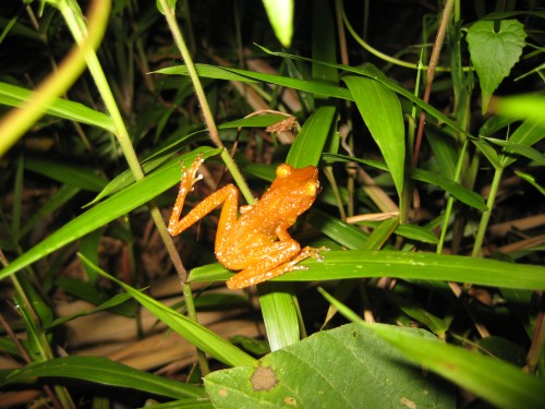 鲜橘色的热带蛙， 体长只有3cm