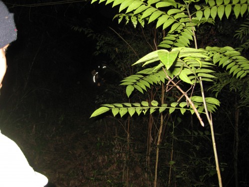 细细长长的枝干怎会一直摇摆不停并有往上移动的感觉？是我们眼花还是？？？？？莫非。。。。。