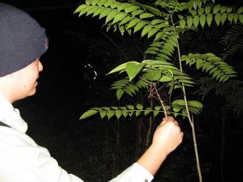 哈哈！原来就是难得一见的足节虫啦， 而且这还是槟城最长的足节虫品种， Phobaeticus serratipes 呢！