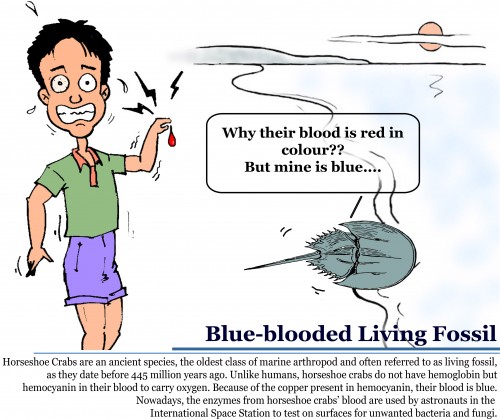 Blue-blooded living fossil-1 Blue-blooded living fossil-1