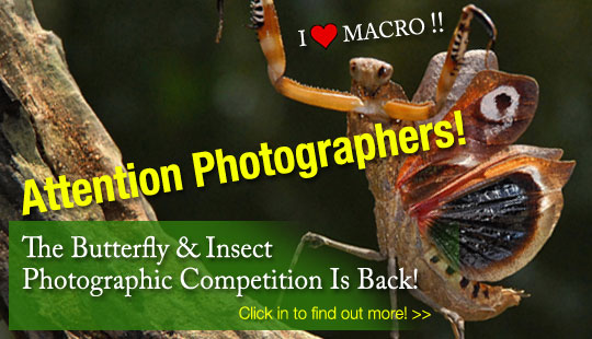 macro-invites-540 Macro Photography Lovers Will Definitely Enjoy This Photo Competition!