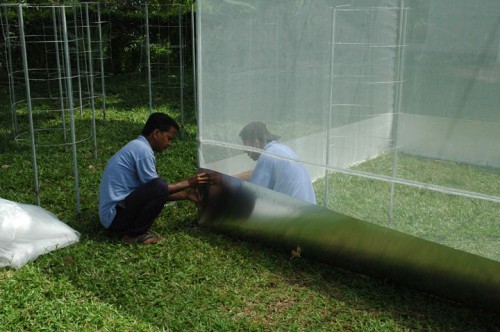 Construction of the butterfly aviary at SJK(C) Hun Bin, a primary school in Penang. Construction of the butterfly aviary at SJK(C) Hun Bin, a primary school in Penang.