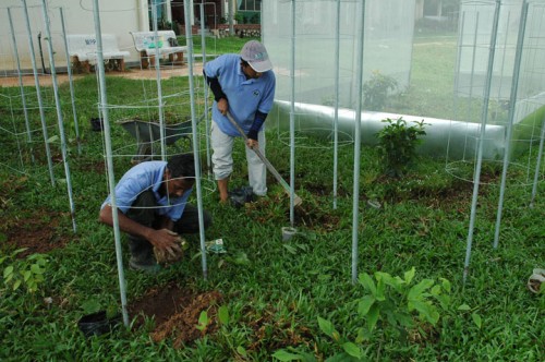 Landscaping of the mini butterfly garden at SJK(C) Hun Bin. Landscaping of the mini butterfly garden at SJK(C) Hun Bin.