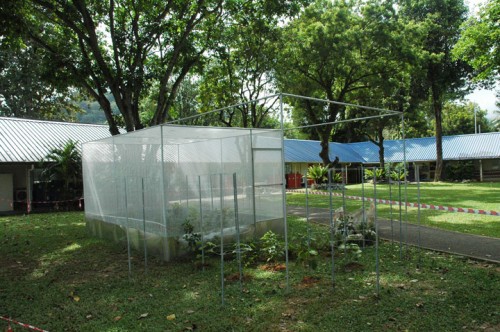 Bring Back The Yellow Birdwings at Dalat International School. Bring Back The Yellow Birdwings at Dalat International School.