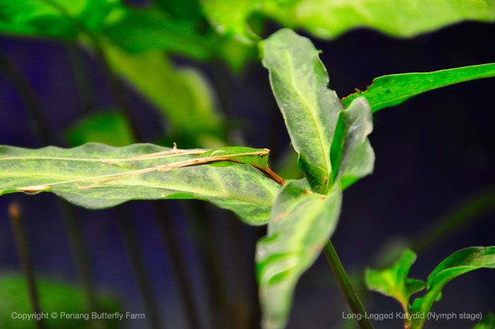 baby-long-legged-katydid-at-penang-butterfly-farm Can you see it ?