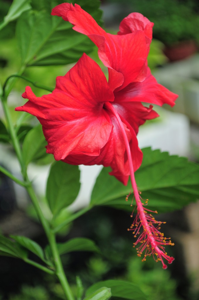 chinese hibiscus