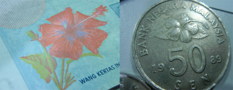hibiscus on money
