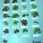 Pupae farming collection by Penang Butterfly Farm.