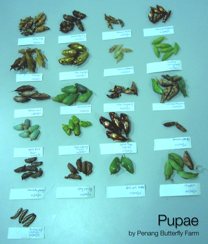 Penang Butterfly Farm's live pupae farming. Pupae farming collection by Penang Butterfly Farm.
