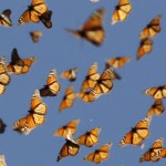 butterflies
