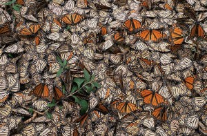 ARKive image GES055739 - Monarch butterfly