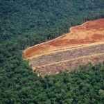 Deforestation
