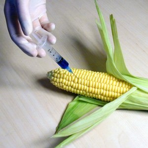 maize
