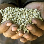 soybeans_genetically_modified_gmo_crop_food_q_15550