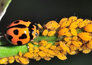 ladybug with their prey - aphids