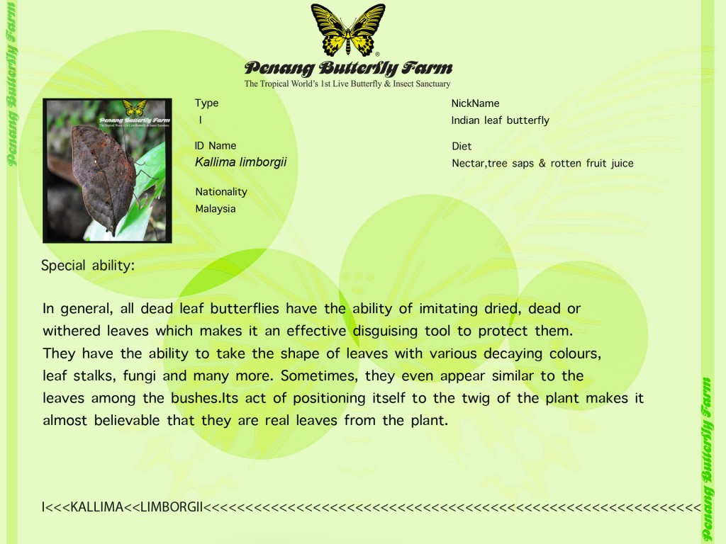 insect4blog edit 4