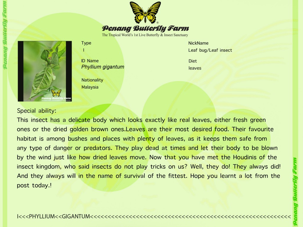 insect5blog edit 5