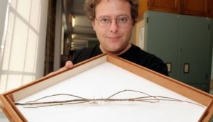 Chans-megastick-Phobaeticus-chani