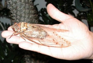 cicada2